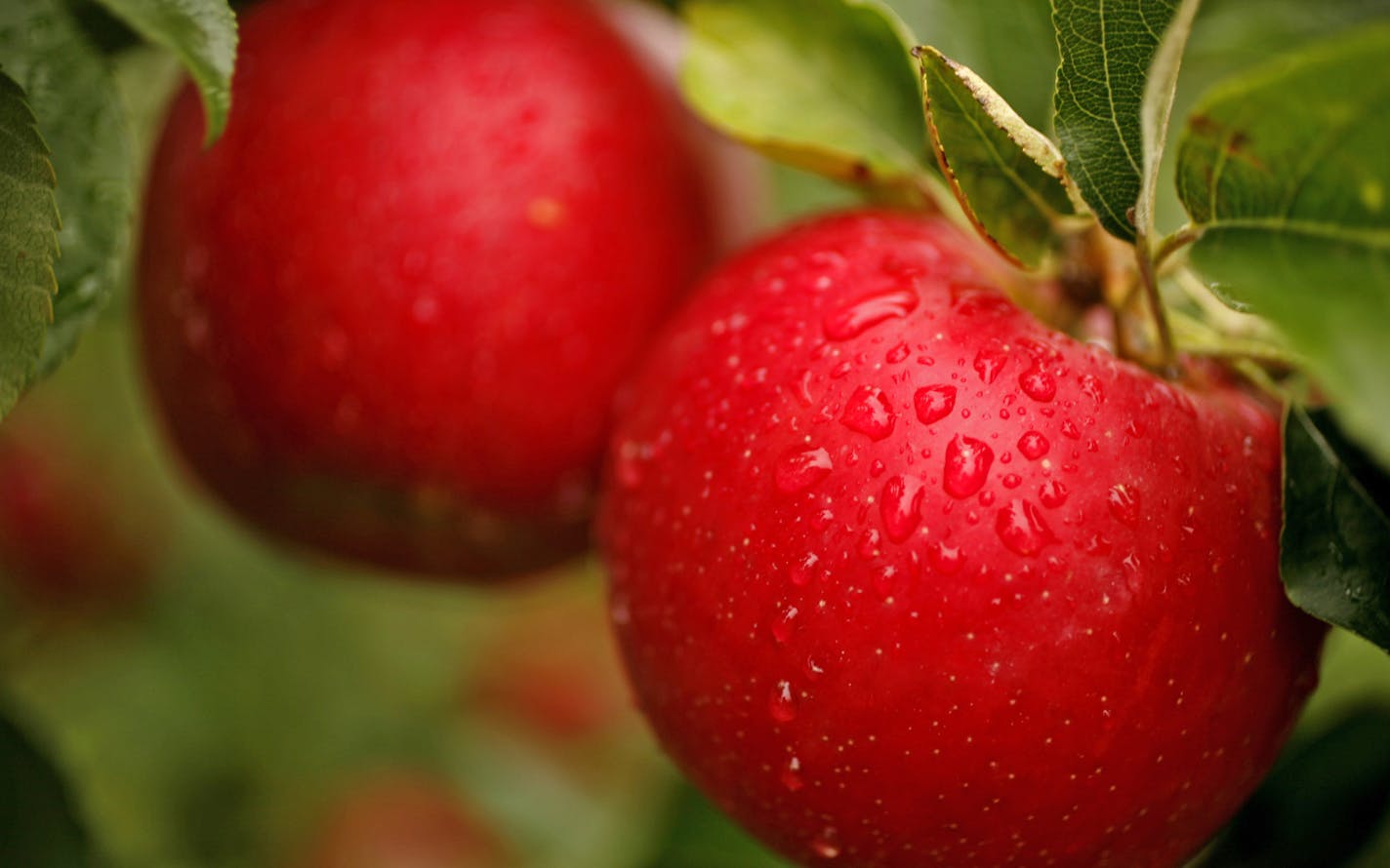 STEVE RICE &#xef; srice@startribune.com Lake City, MN - 09/11/06 -- Honey Crisp apples hang on the tree as pikcer waited for the weather to clear and the apples to dry so they could be picked. Pepin Heights does not pick the apples when wet because they bruise so easily.