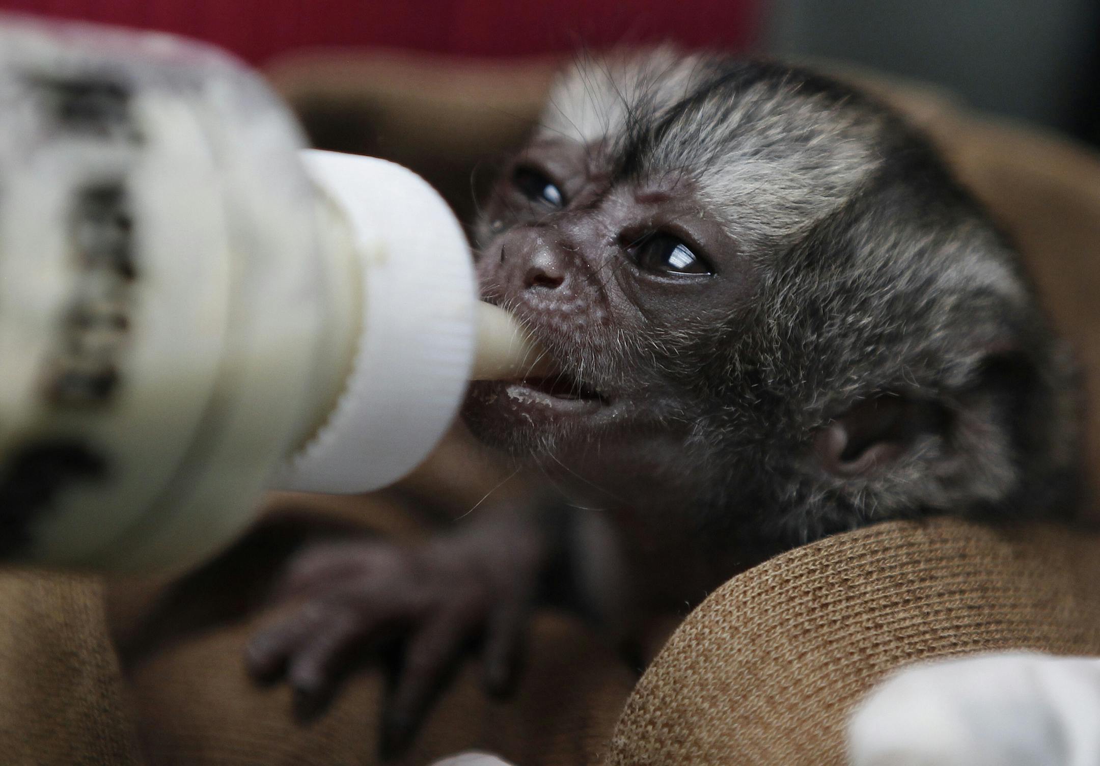 A 15-day-old night monkey is feed by a veterinarian at a temporary shelter west of Bogota, Colombia, Monday, Feb. 18, 2013. Sponsored by Bogota's Ministry of Environment, the shelter receives between 3,000 and 3,500 wild animals a year; some seized from poachers and others found hurt. An estimated $560,000 U.S. dollars are spent in the recovery and care of these animals. Seventy percent of rescued animals are reintroduced to their habitat and the remaining 30% are sent to zoos around the country