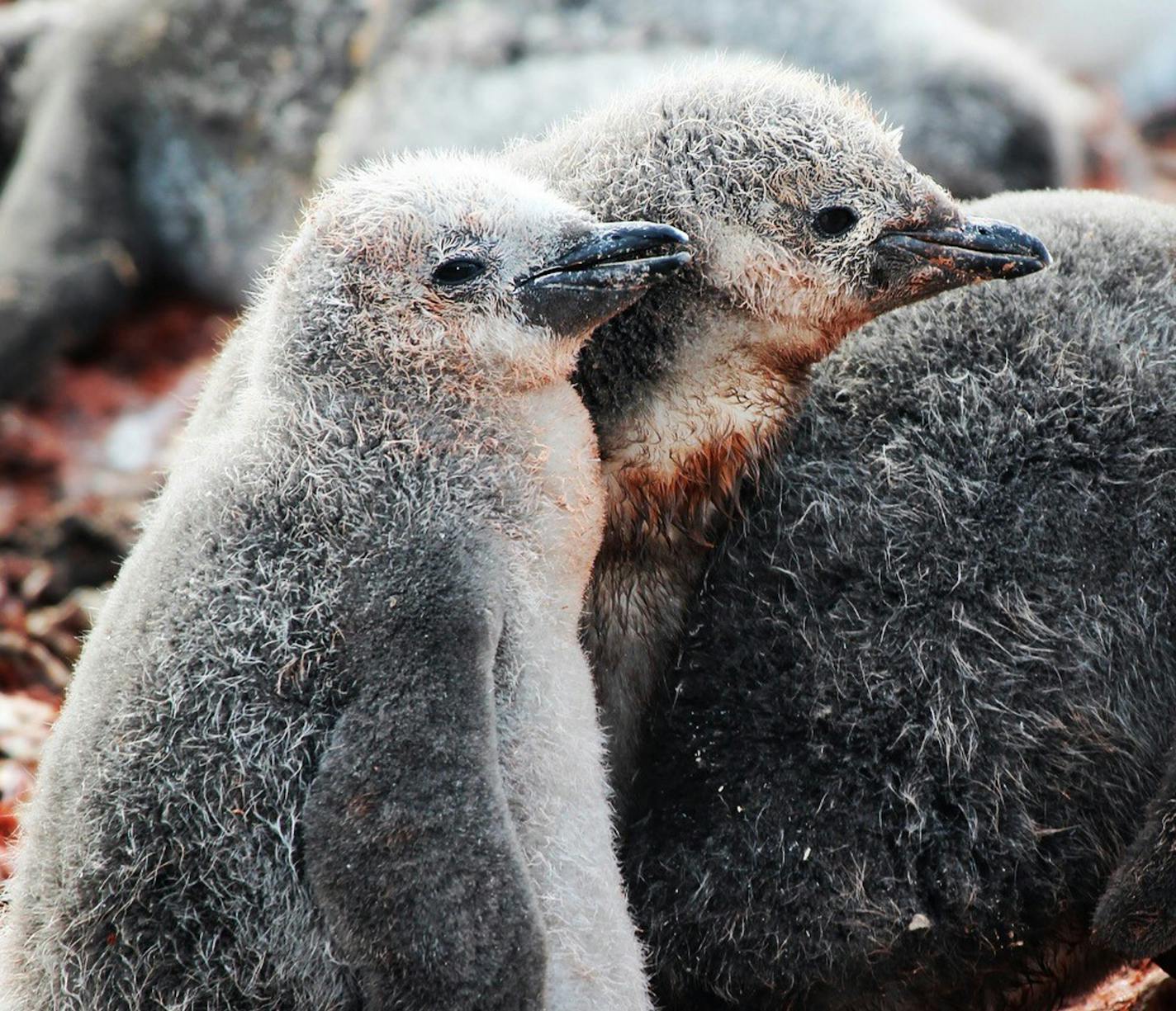 Hannah Point, Antarctica