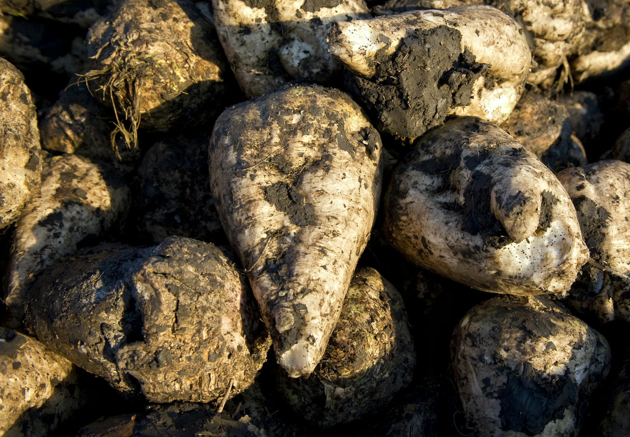 GLEN STUBBE • gstubbe@startribune.com -- Monday, October 11, 2011 -- Moorhead, MN -- ] Sugar beets harvested by Mark Nyquist in the early morning on his Moorhead, MN farm. ORG XMIT: MIN2013012415423087 ORG XMIT: MIN1306181716008056