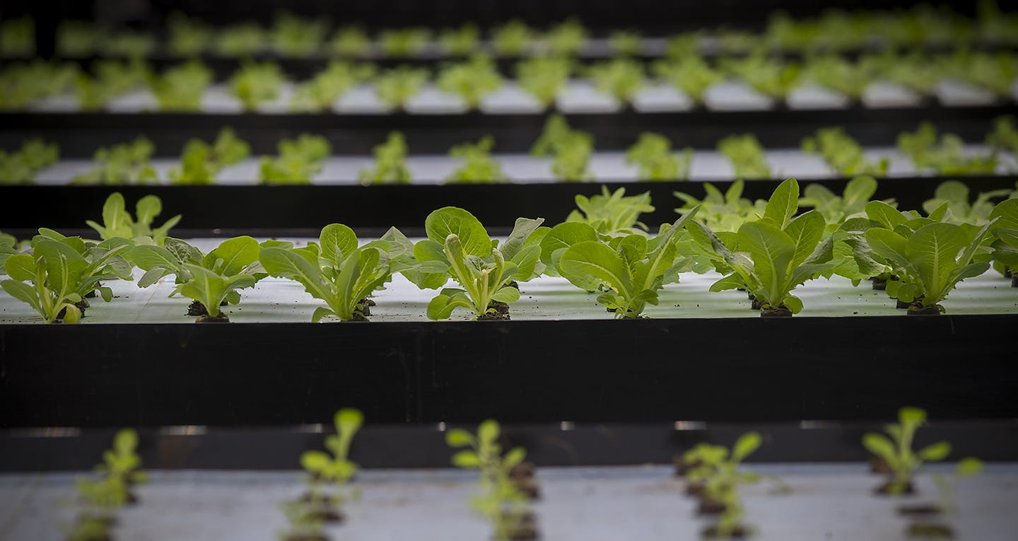 Nancy Espinosa, of Urban Organics placed plants into their pods for growing, Friday, June 2, 2017 in St. Paul, MN. Pentair and Urban Organics opened a new 87,000 sq.ft. indoor fish and produce farm Thursday in the old Schmidt brewing factory that will provide produce and fish to groceries, coops, and restaurants ] ELIZABETH FLORES &#xef; liz.flores@startribune.com