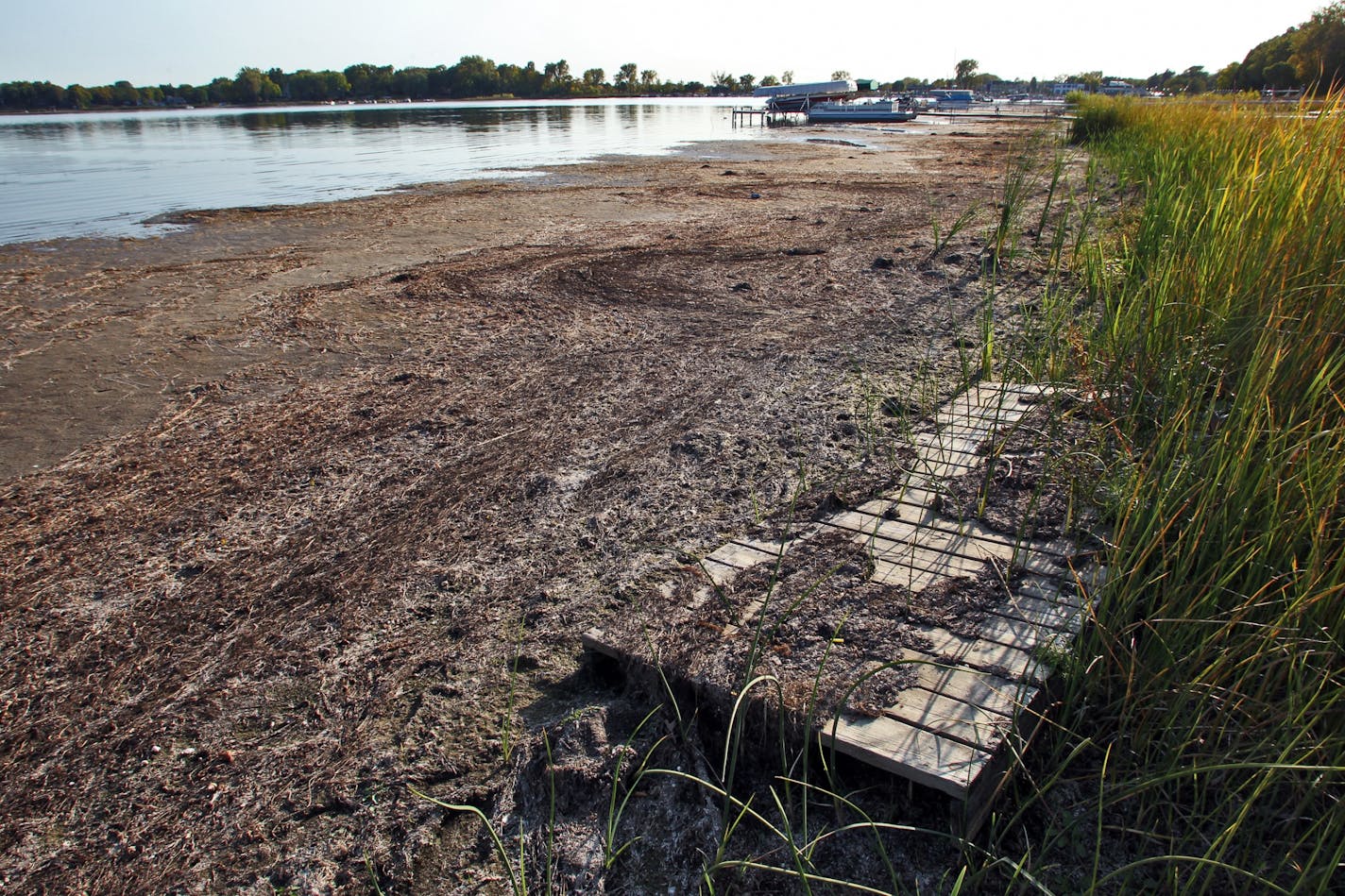 A significant drop in White Bear Lake's water level in recent years has exposed large amounts of the shore.