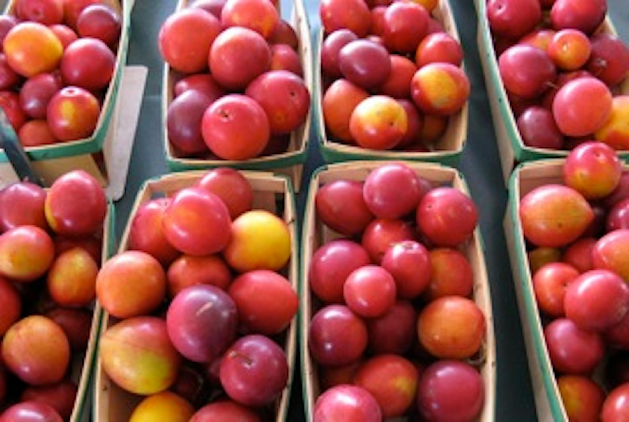 Plums from the Minneapolis farmer's market.