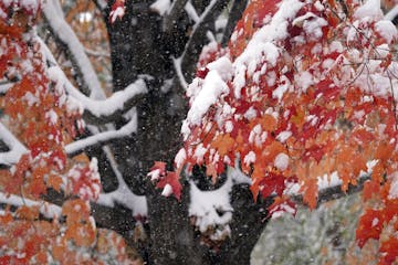 The first measurable snow of the season graces colorful leaves on a tree at peak color, Tuesday, Oct. 20, 2020, in Minneapolis. (AP Photo/Jim Mone)