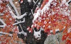 The first measurable snow of the season graces colorful leaves on a tree at peak color, Tuesday, Oct. 20, 2020, in Minneapolis. (AP Photo/Jim Mone)