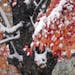 The first measurable snow of the season graces colorful leaves on a tree at peak color, Tuesday, Oct. 20, 2020, in Minneapolis. (AP Photo/Jim Mone)