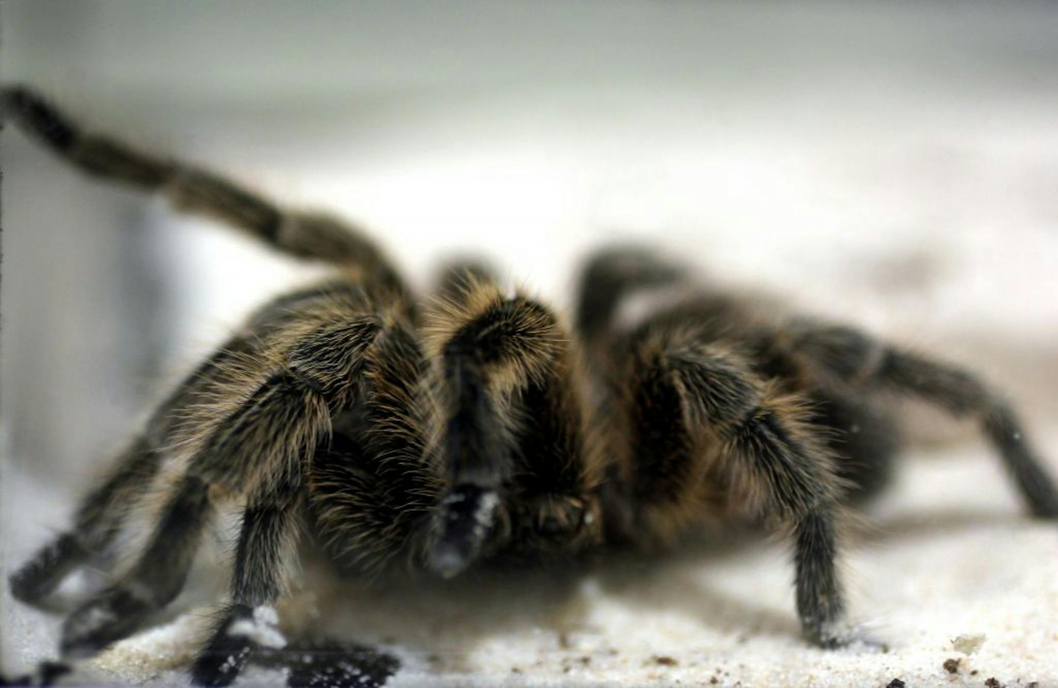 Brain scans after the therapy, in which arachnophobic students eventually touched a tarantula, showed that regions associated with fear had decreased activity when the subjects were shown pictures of spiders. Here, a Chilean rose-hair tarantula is on display at Harry's Big Adventure: My Bug World at Brookfield Zoo in Brookfield, Illinois, on Wednesday May 16, 2012.