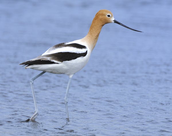 00055-001.02 American Avocet is wading in shallow water typical of species as it forages for food. Shorebird, bird, birding, wade.