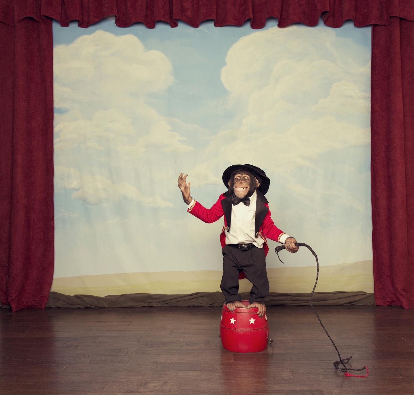 A primate ringmaster would like to welcome you to his circus. Enjoy the Show.
istock