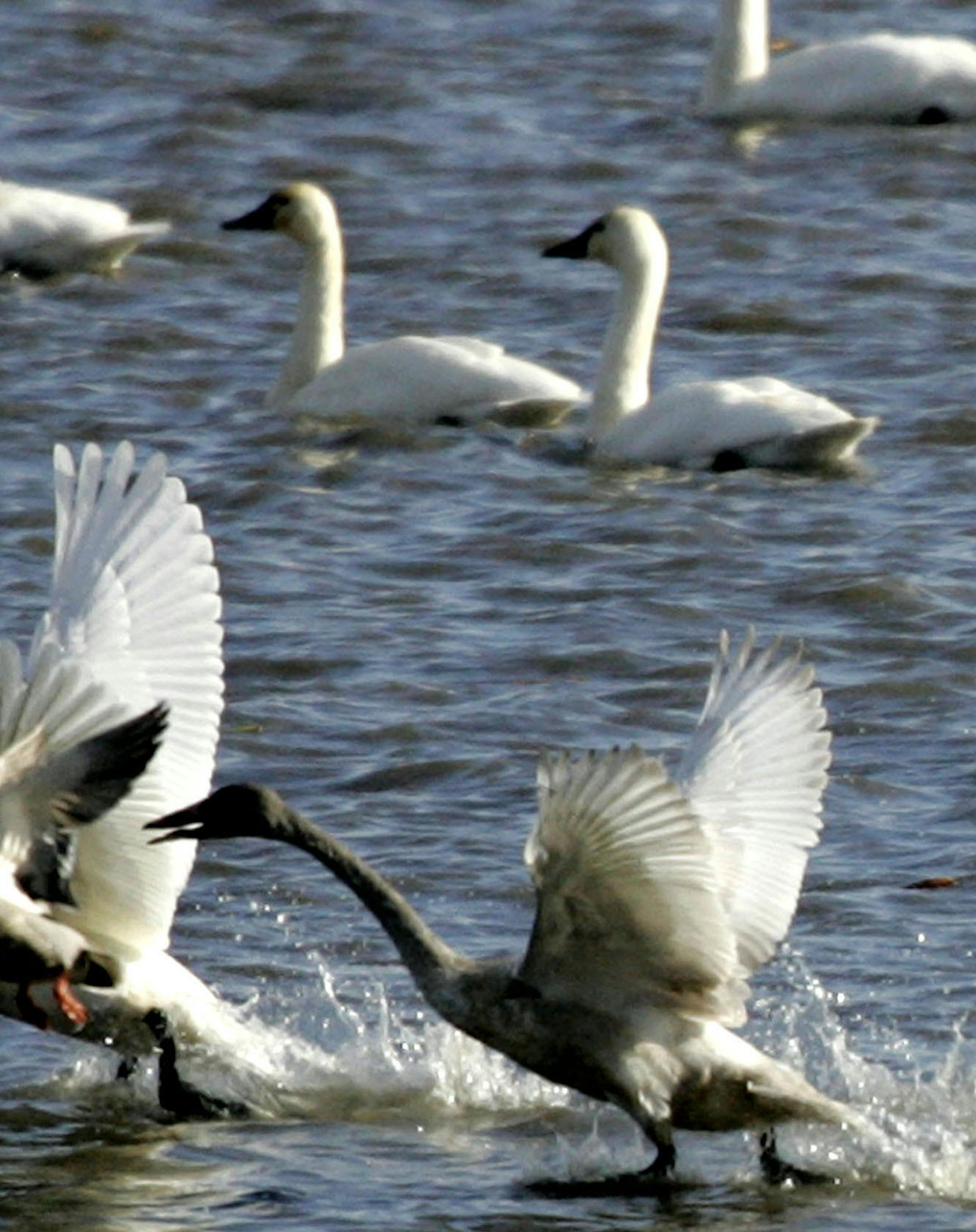 DAVID JOLES &#xef; djoles@startribune.com Brownsville, MN - Nov. 20, 2008- A drake mallard is dwarfed by a pair of tundra swans lifting off of pool 8 on the Mississippi River, south of Brownsville, off of Highway 26. The annual tundra swan migration along the MIssissippi River through Minnesota is nearing its end as many of the pools along the route have become frozen. An aerial survey conducted by the U.S. Fish and Wildlife Service on Nov. 17, estimated tundra swan numbers to be about 31,890 be