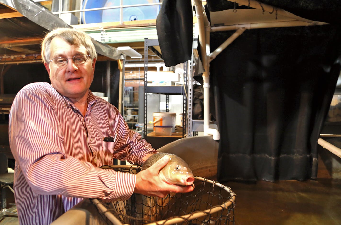 Professor Peter Sorensen at the Minnesota Aquatic Invasive Research Center on the U's St. Paul campus. Sorensen came to the university in 1988 and specializes in carp behavior. He proposed the center to the Legislature, which allotted initial funding in 2012. The bonding bill expected to pass the Legislature in the session just ending will help rebuild the center's antiquated labratory.