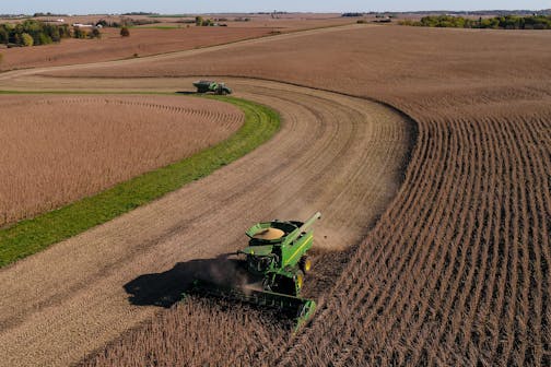 Steve Carlson, with Carlson Farms, harvest soy beans in his combine on Tuesday, Oct. 17, 2017 in Welch, Minn. ] AARON LAVINSKY &#xef; aaron.lavinsky@startribune.com