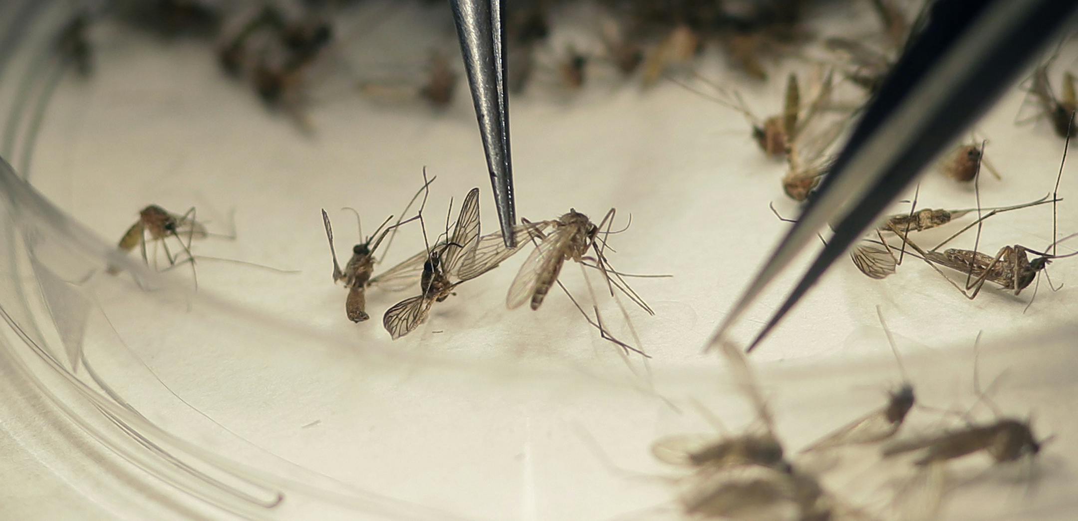 Dallas County Mosquito Lab microbiologist Spencer Lockwood sorts mosquitos collected in a trap, left, Thursday, Feb. 11, 2016, in Hutchins, Texas, that had been set up in Dallas County near the location of a confirmed Zika virus infection. Although there has been no reported cases of the virus being transmitted by mosquitos in Texas, health officials are closely monitoring and testing mosquitos in areas where infections have been confirmed. (AP Photo/LM Otero) ORG XMIT: MIN2016021213461718