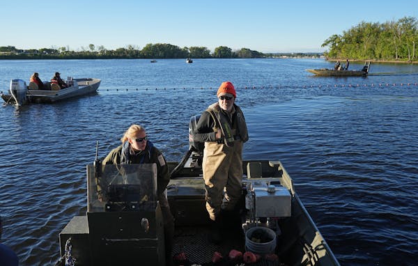 Fisheries specialists prepare nets near La Crosse, Wis., in 2022 in an effort to catch silver carp that are migrating upriver.