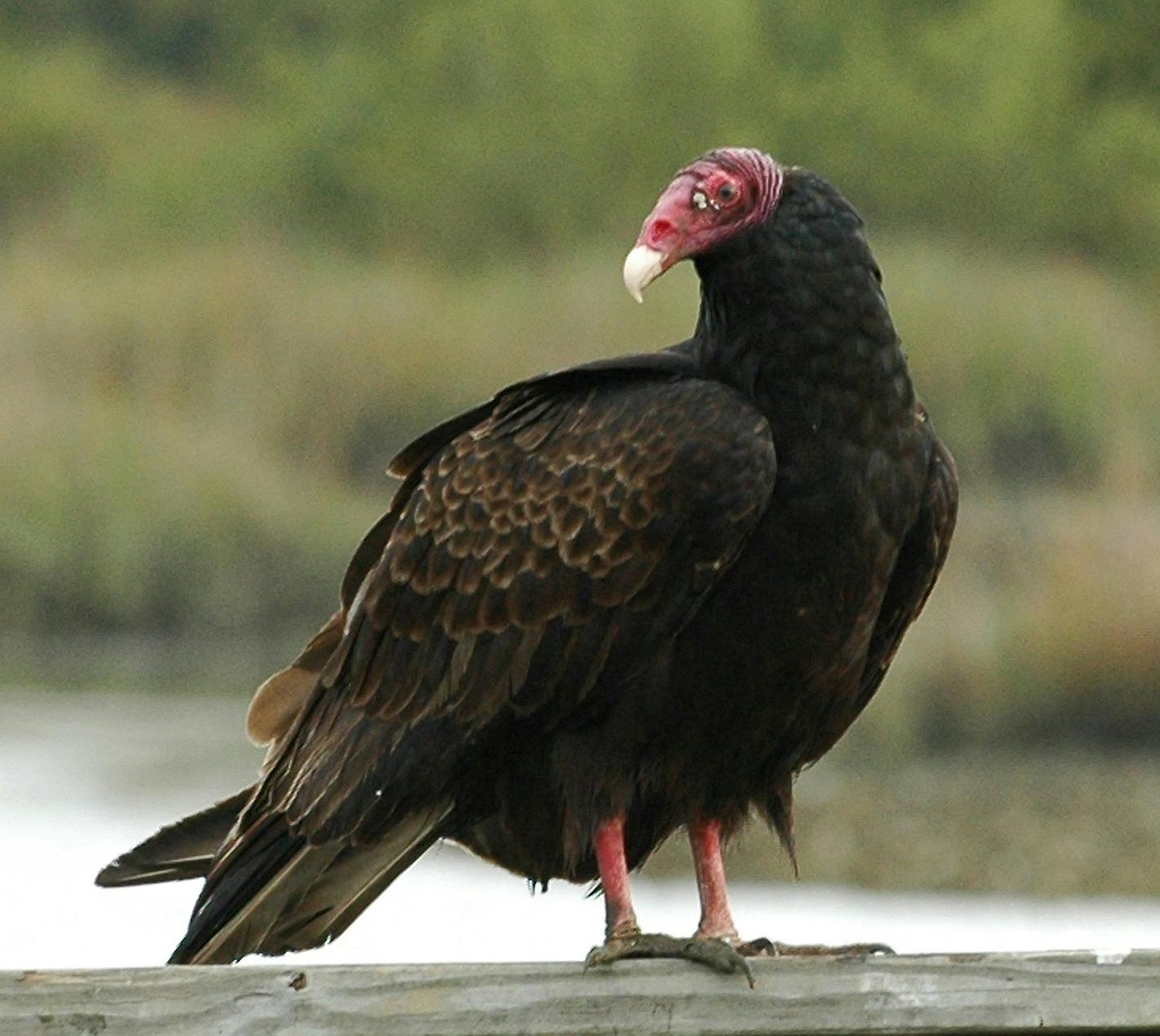 turkey vulture must credit Jim Williams