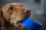 Penny the labrador retriever picked up and held a roll of tape as handler Rachel Maino waited during the first session of “Camera Ready: Green Room�
