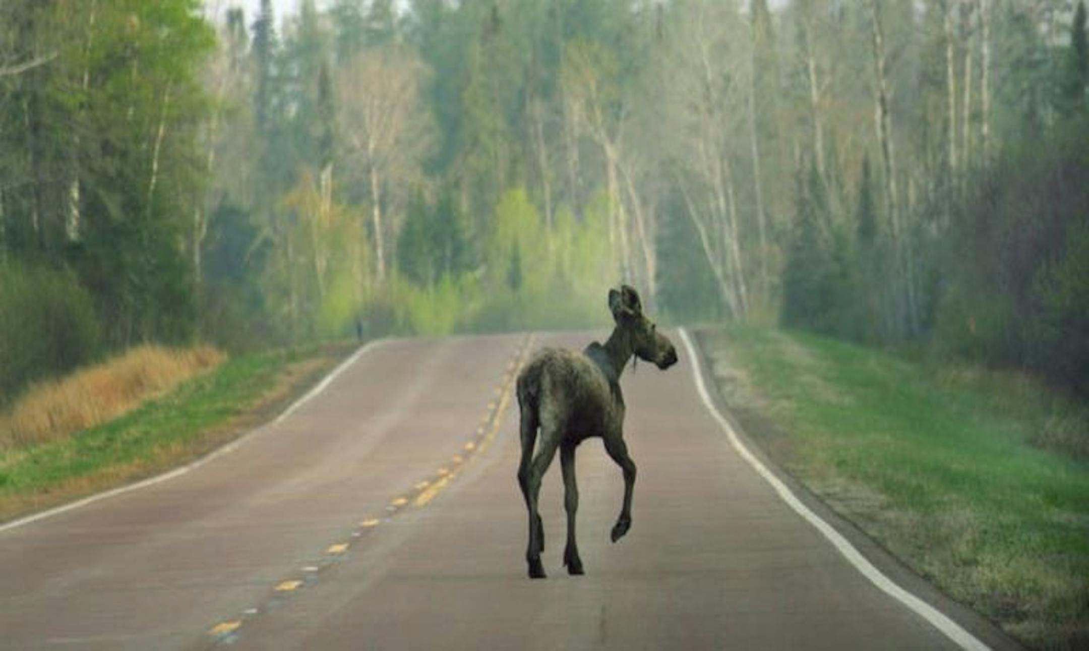 The moose population has remained steady in northeastern Minnesota for several years, according to the state DNR.