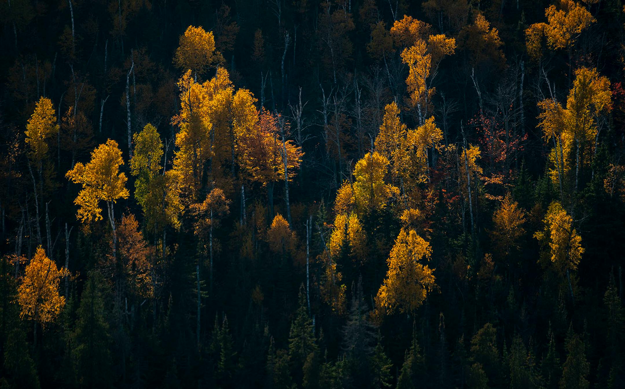 Peak foliage colors were illuminated by afternoon light along Nipisquit Lake in October 2019.