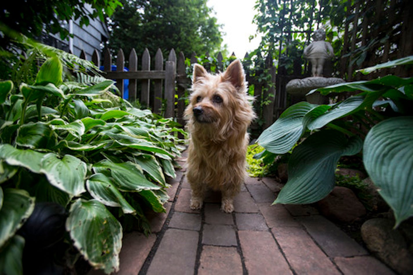 The couple's dog, Gracie, stands on the brick curving pathway leading to the backyard by the side of the house. ] ALEX KORMANN ¥ alex.kormann@startribune.com