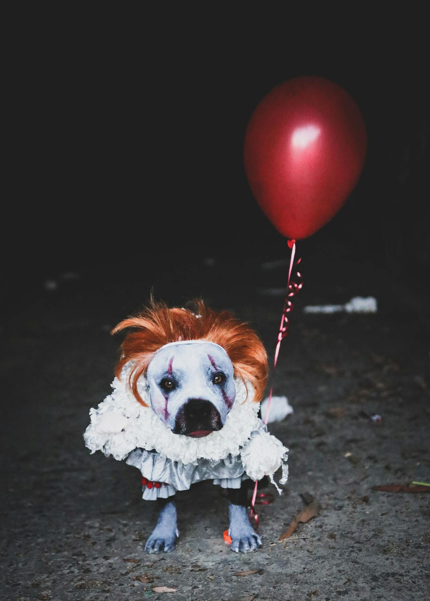 Stephen King's evil Pennywise clown is portrayed by Apollo, owned by Brian Sardo of Bonita, Cal.