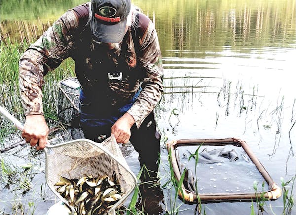 Tim Englund of North Country Bait trapping golden shiners from a pond in Hubbard County.