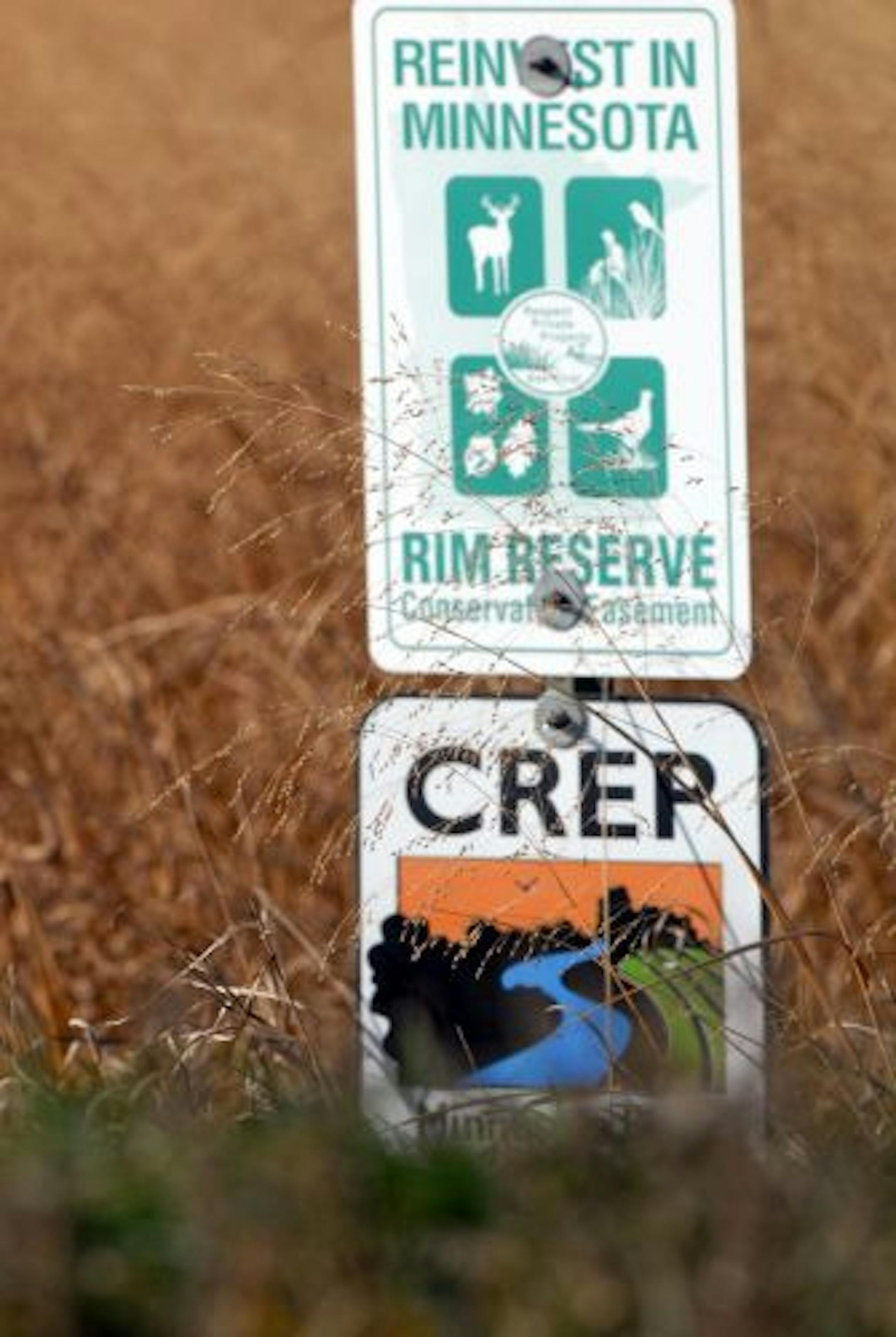 Most land in Renville County is dedicated to corn and soybeans. But conservationists have secured lands for wildlife through various programs, including state Rim Reserve and the federal Conservation Reserve Enhancement Program.