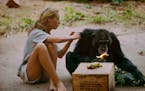 Gombe, Tanzania - David Greybeard was the first chimp to lose his fear of Jane, eventually coming to her camp to steal bananas and allowing Jane to to