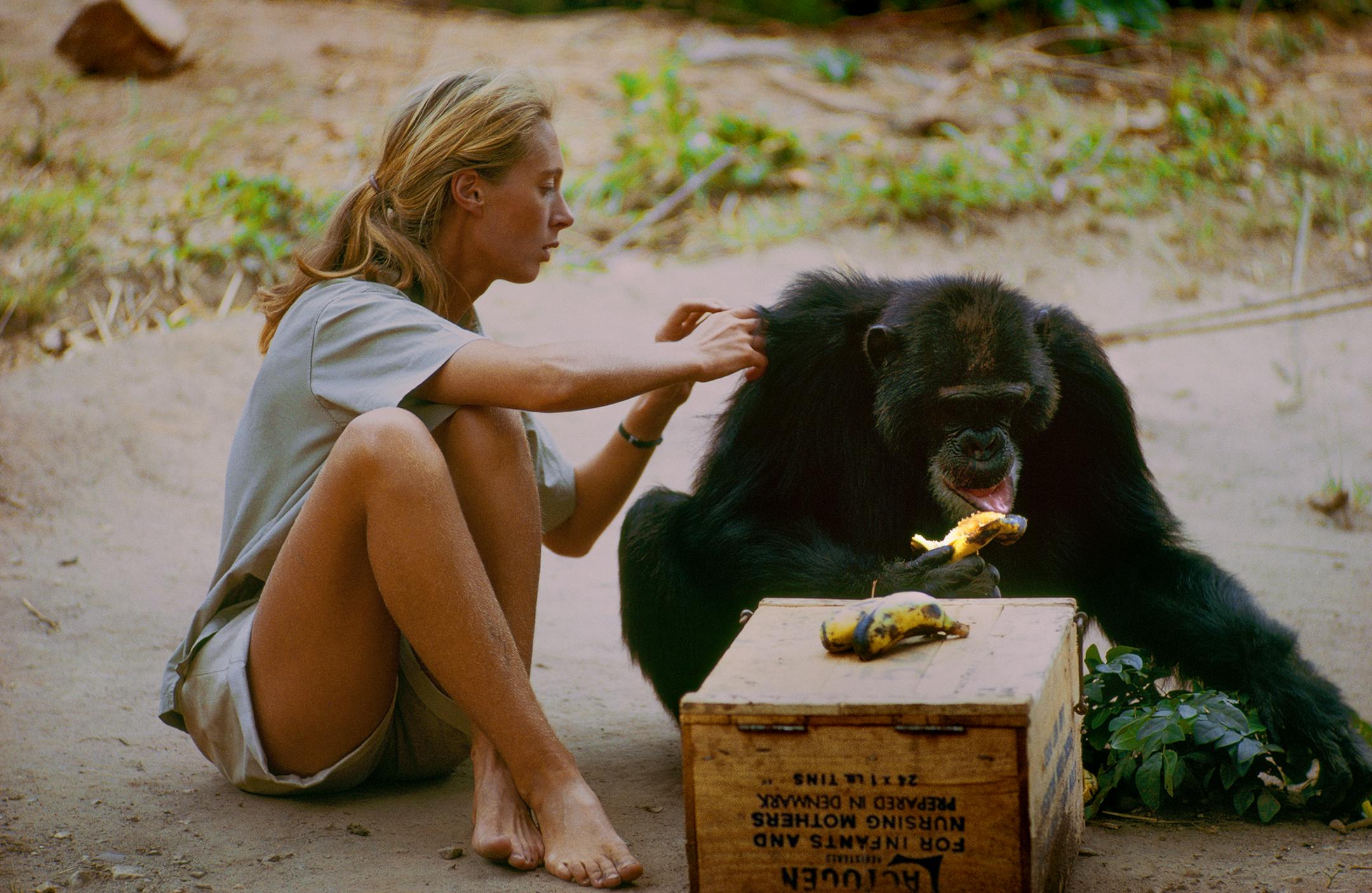 Gombe, Tanzania - David Greybeard was the first chimp to lose his fear of Jane, eventually coming to her camp to steal bananas and allowing Jane to touch and groom him. As the film JANE depicts, Jane and the other Gombe researchers later discontinued feeding and touching the wild chimps. The feature documentary JANE will be released in select theaters October 2017. (National Geographic Creative/ Hugo van Lawick)