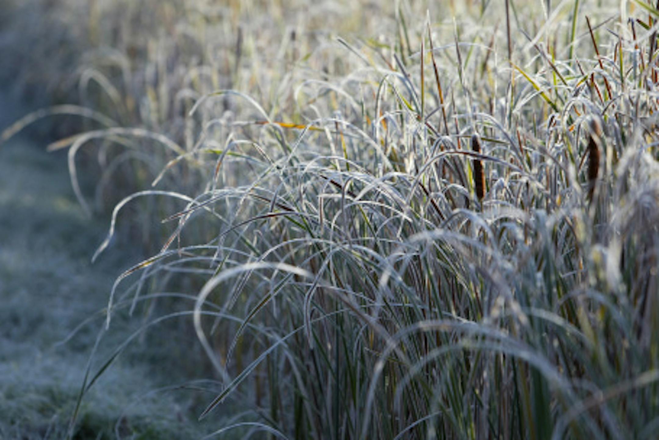 Mahtomedi, MN. 10/2/2003--The first frost of the year left the edges of these reeds and cat tails along County Rd. E with a coating of early morning icing.