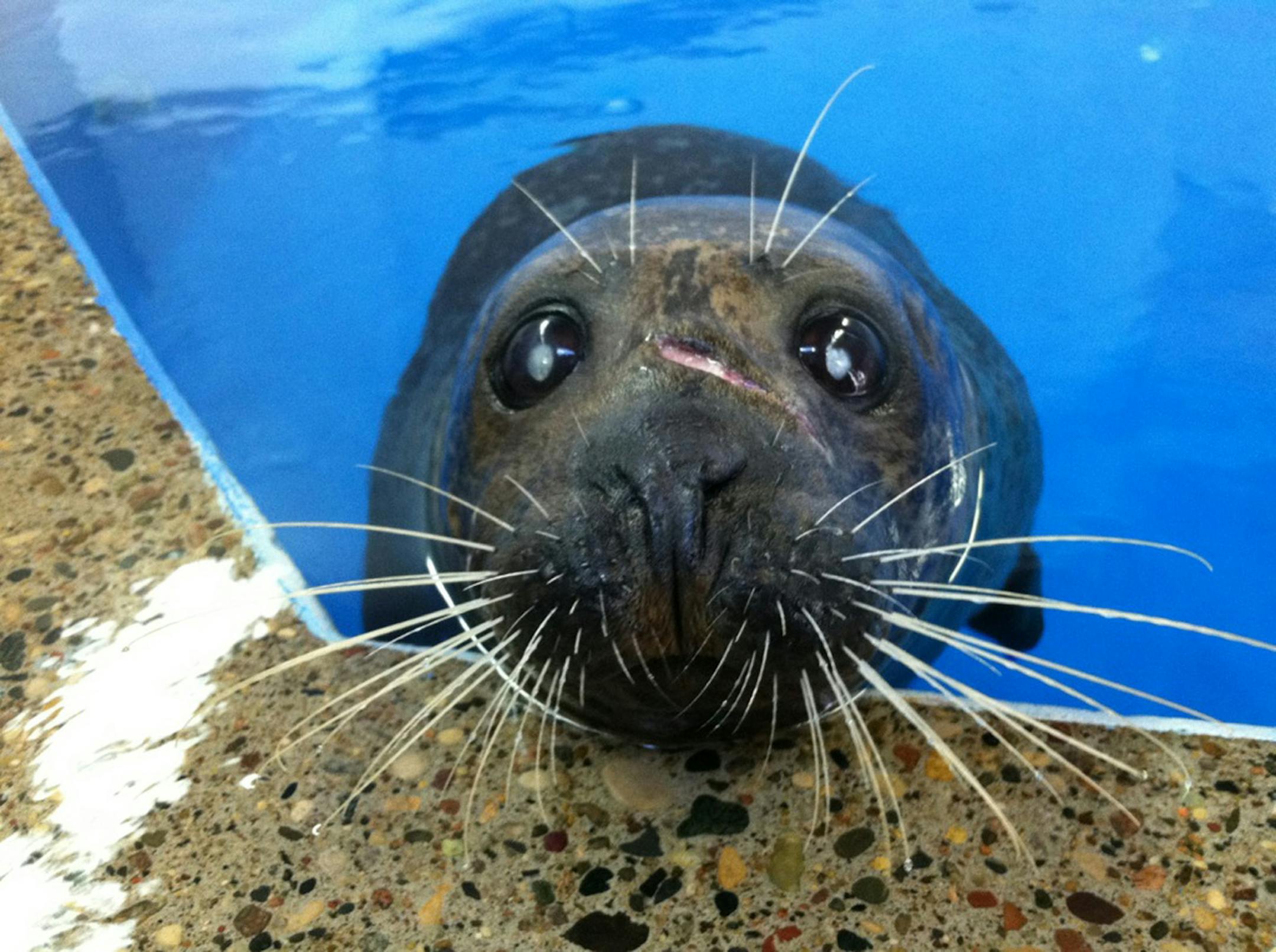 Vivian, one of the rescued seals from the Lake Superior Zoo, settles into a pool at Como Park Zoo in St. Paul on Thursday, June 21, 2012. Photo by Shari Gross, Star Tribune