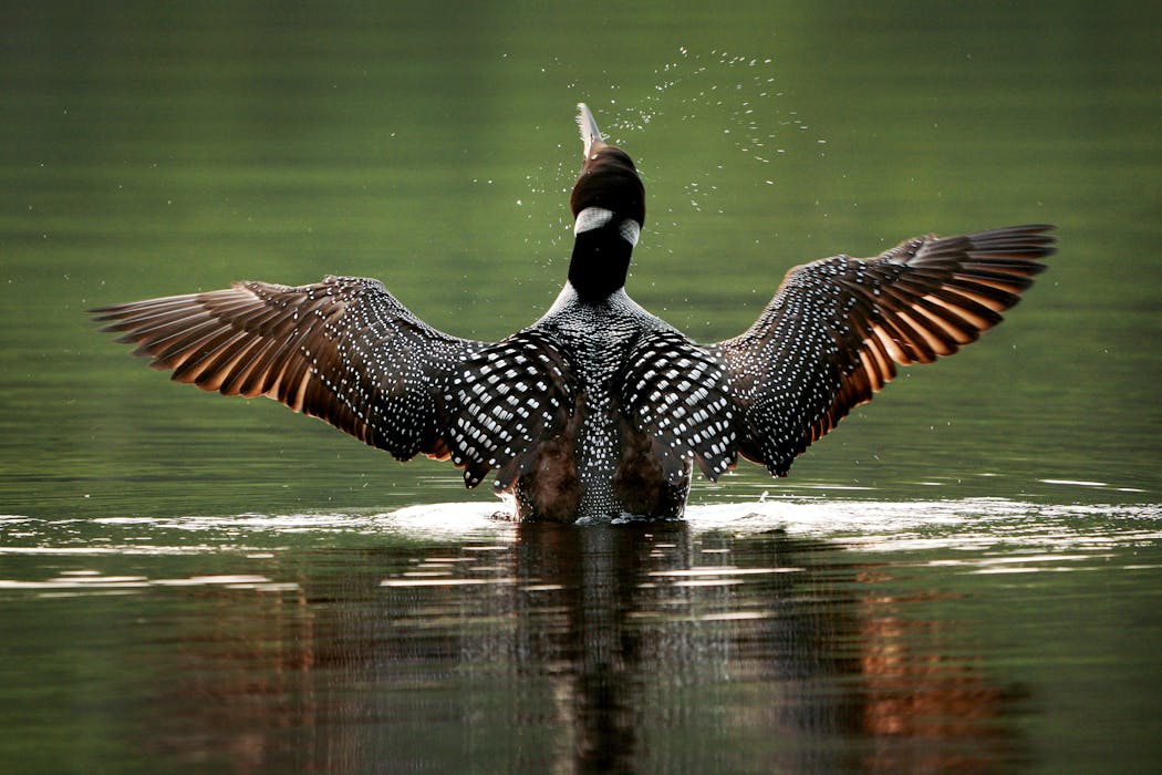 Much of North American’s common loon population breeds in the boreal forest.