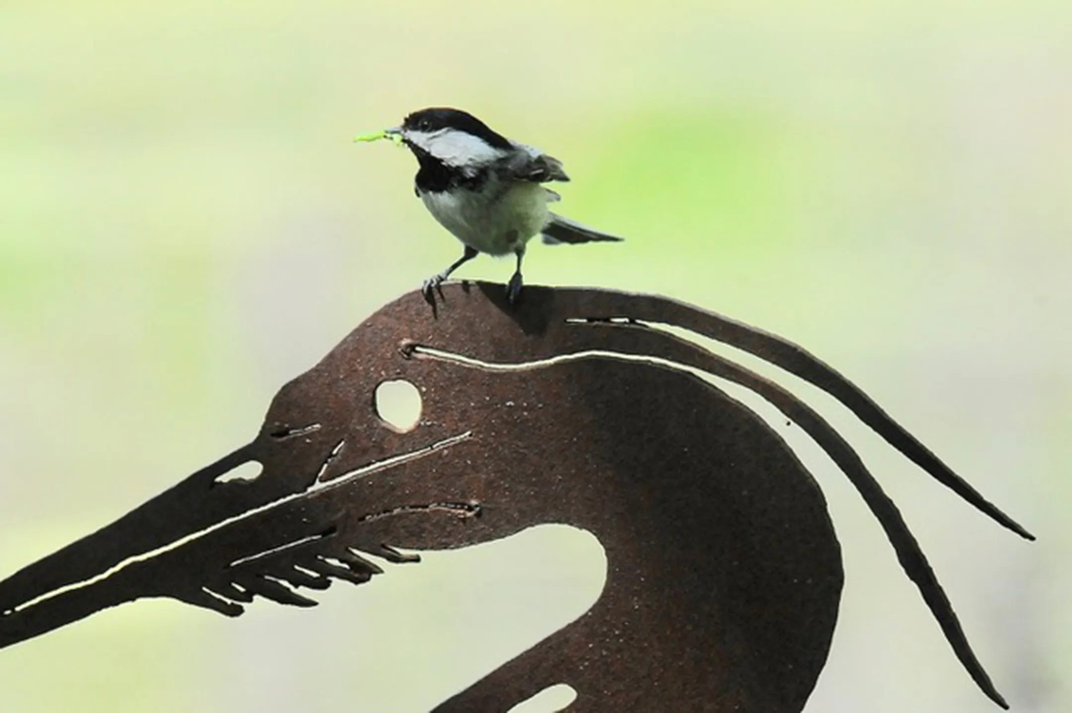 How birds, like the black-capped chickadee, are named