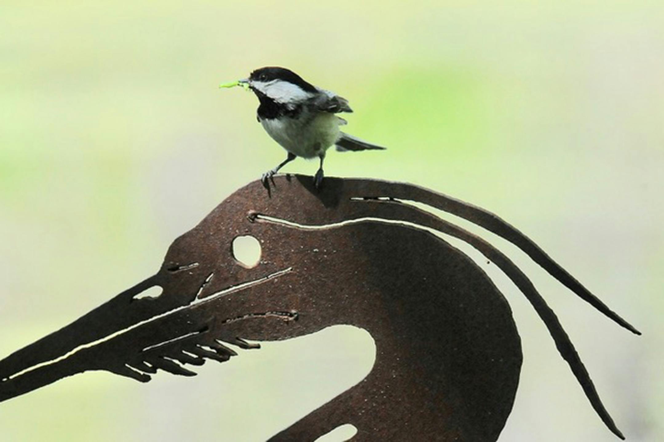 Black-capped chickadee is perched on the top of a sculpture of what appears to be a metal egret.