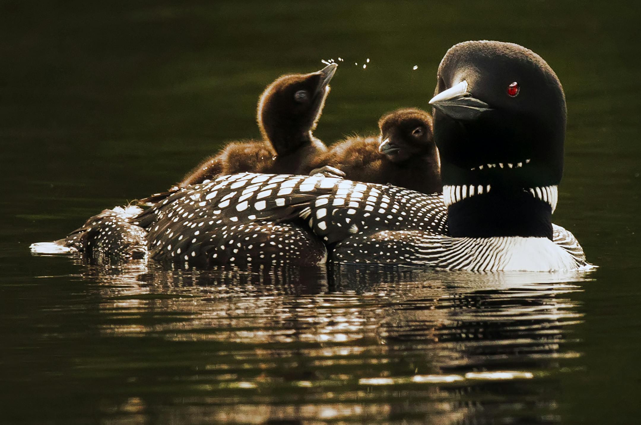 A mother loon and her two babies, cruised the waters of Lake Elora in St. Louis County shortly after they hatched and left their nest. Many loons in Northern Minnesota abandoned their nests earlier in the spring because of swarming black flies, and had to re-nest. This late hatch will result in a race with the clock to mature enough to fly south starting in early October. ] BRIAN PETERSON ‚Ä¢ brian.peterson@startribune.com Cotton, MN 07/07/2014