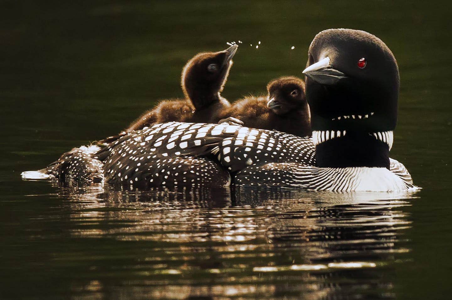 A mother loon and her two babies, cruised the waters of Lake Elora in St. Louis County shortly after they hatched and left their nest. Many loons in Northern Minnesota abandoned their nests earlier in the spring because of swarming black flies, and had to re-nest. This late hatch will result in a race with the clock to mature enough to fly south starting in early October. ] BRIAN PETERSON &#x201a;&#xc4;&#xa2; brian.peterson@startribune.com Cotton, MN 07/07/2014