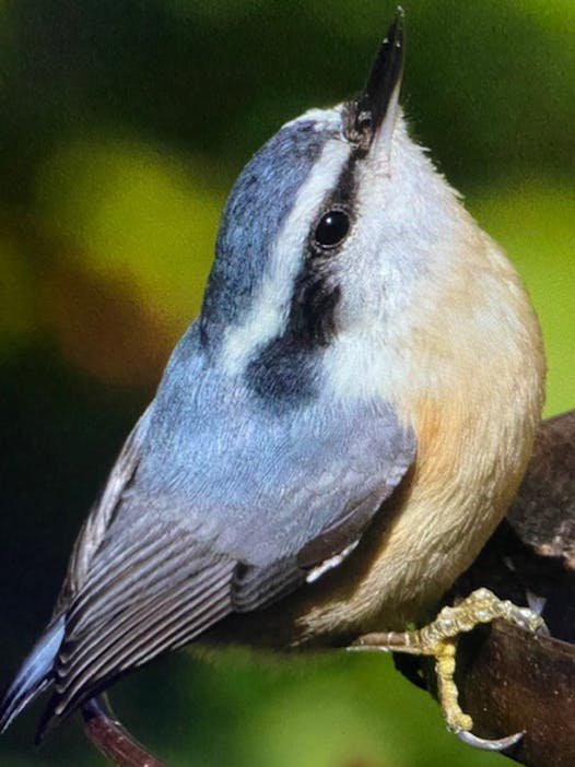 Red-breasted nuthatches are heading south from Canada after a poor pine cone crop there.