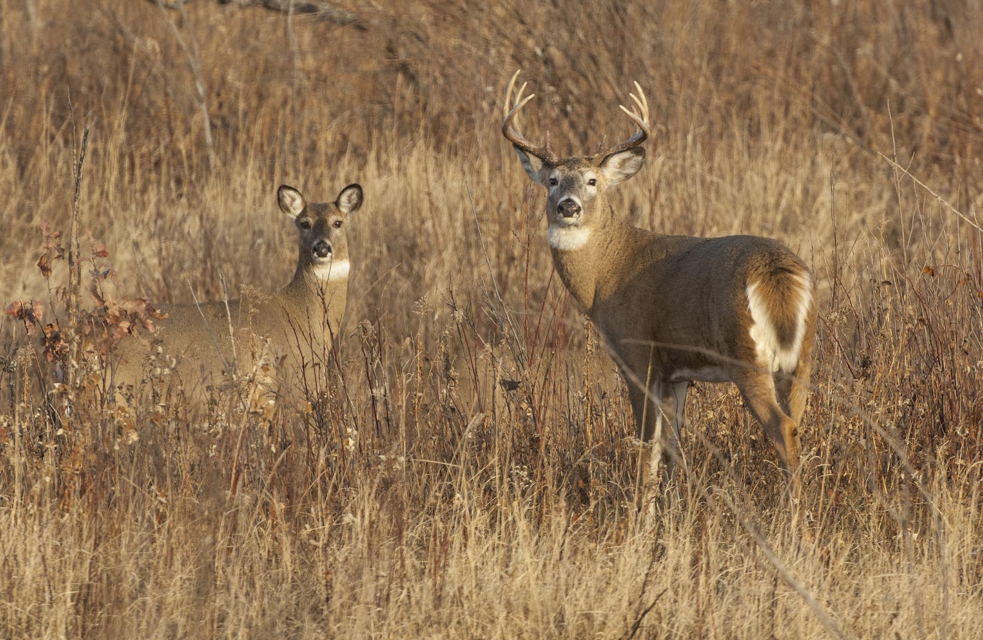 ONE-TIME USE/10.27.17
Marchel stalked to within photo range of this buck and doe using a unique technique.