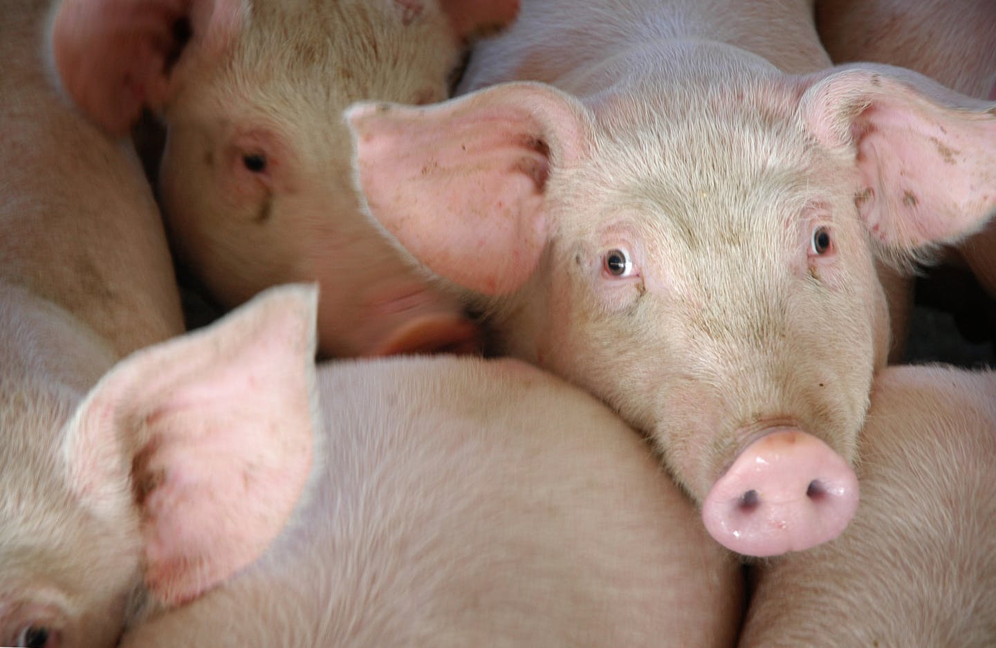 Glen Stubbe/Star Tribune Tuesday, January 25, 2005 -- Rose Creek, Minn. -- These are part of the first load of Canadian feeder pigs Mel Yunker purchased in October 2004, before the tarriff went into effect. these 4-month-old hogs will be sent to market in two more months. Yunker has around 6,000 hogs on his Rose Creek farm and produces around 30,000 hogs each year. In October he began purchasing young feeder pigs from Canada but a new import tariff of over $5.00 each may take all the profit out