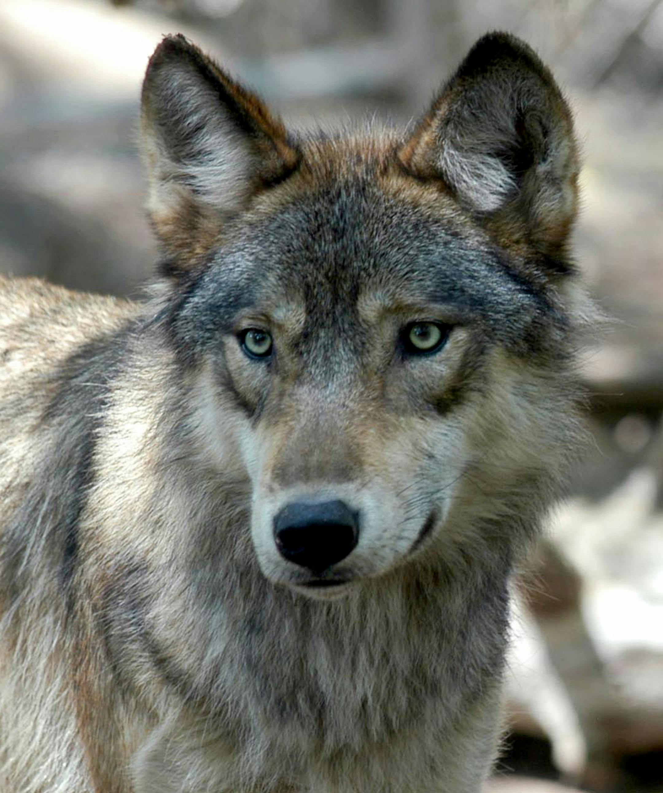 FILE - In this July 16, 2004, file photo, a gray wolf is seen at the Wildlife Science Center in Forest Lake, Minn. Pressure is building in Congress to take gray wolves in the western Great Lakes region and Wyoming off the endangered list _ and to prevent the courts from reversing that decision again. Representatives from Minnesota, Wisconsin, Michigan and Wyoming wrote to House Speaker Paul Ryan on Wednesday, Feb. 22, 2017, urging a fast floor vote before calving and lambing season begins in ear