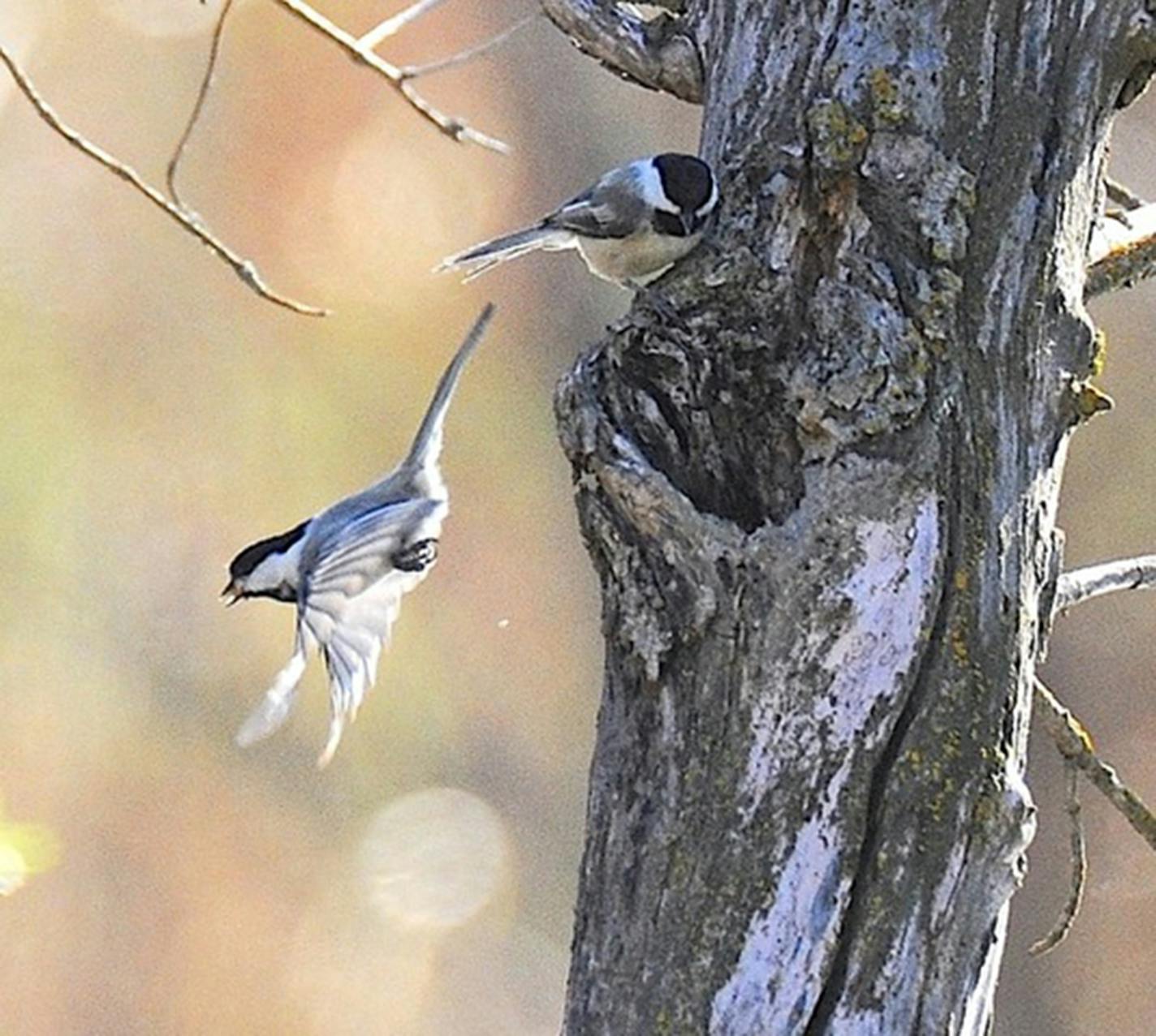 A pair of chickadees by a hole in a tree, with one perched above the opening and the other flying away.