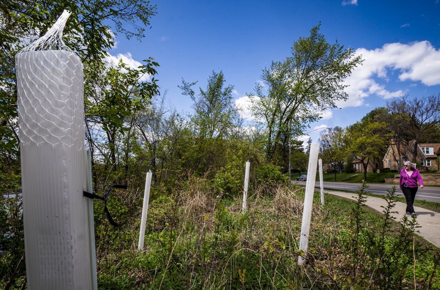 Near 54th and Minnesota on May 6, 2021, tube trees were planted near Diamond Lake Road and 54th. "I hope they are planting a variety," says Tara Pilipovic who enjoys the flora around Diamond Lake but has been saddened by elm trees and others lost to disease. Over hundred trees planted turned out to include white oak, black cherry, walnut, and 11 other species.