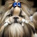 Greg Larson's Shih Tzu puppy Manny. The paper towels come off just before competion. More than 2,000 purebred canines � from big to small, hunting t