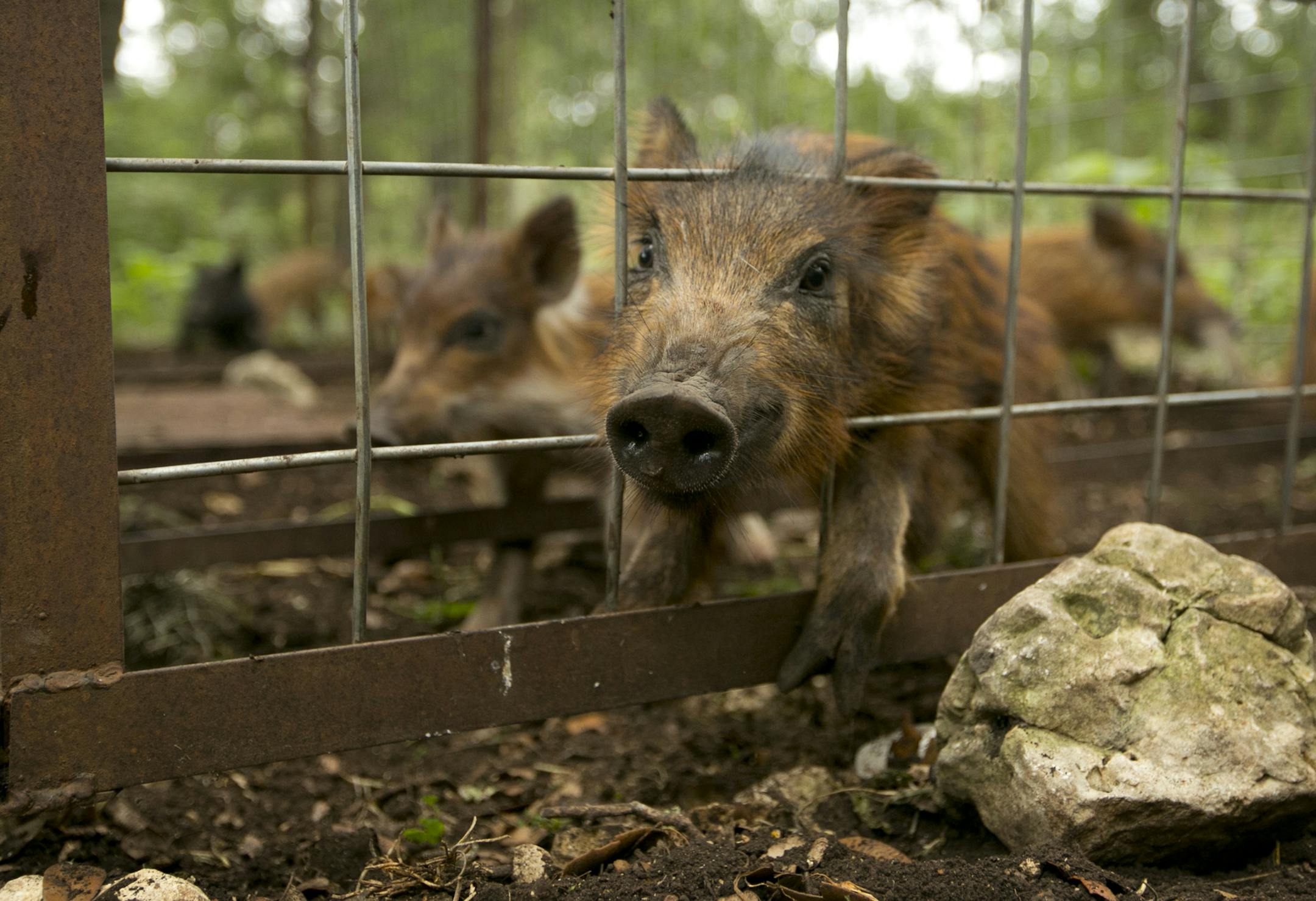 A sow and her ten pigs are caught in a trap in northwest San Antonio, Texas, in 2014. (Jay Janner/Austin American-Statesman/TNS)