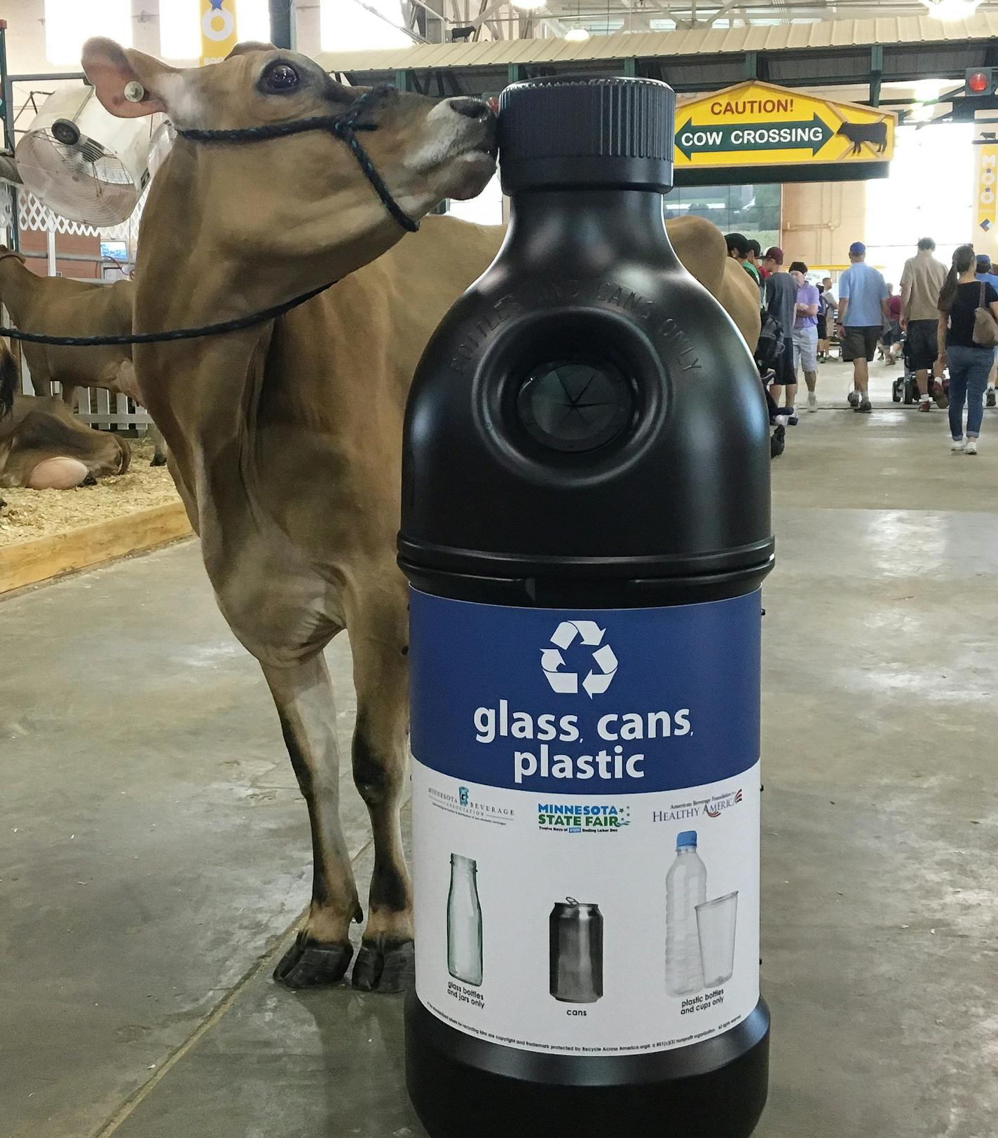 A cow in the cattle barn at the 2016 Minnesota State Fair seemed to take note of the new, clearly labeled recycling containers.