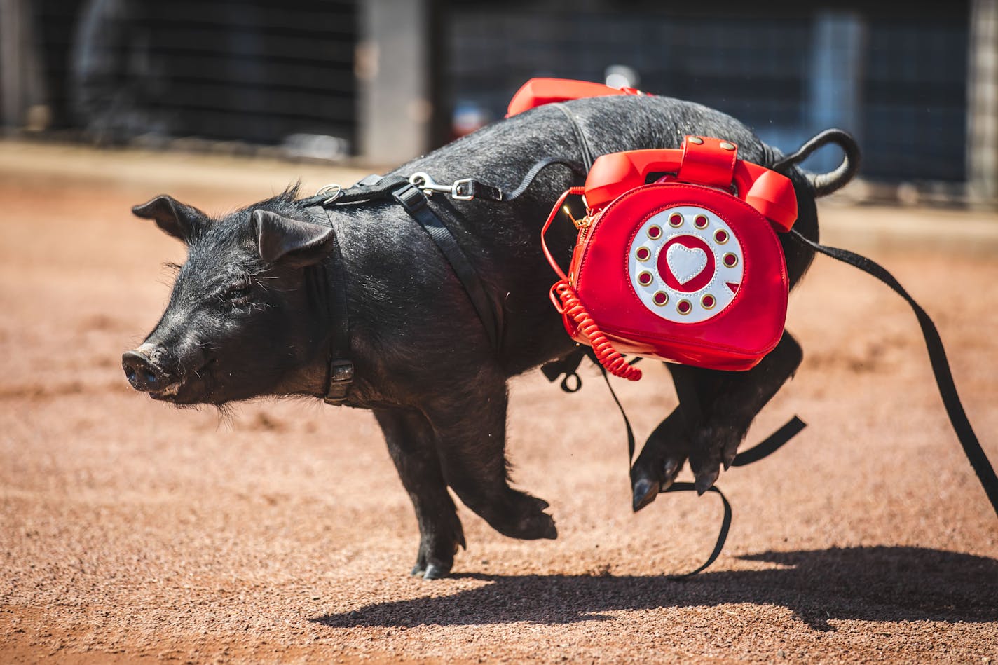 Photo: Rob Thompson One of the 2022 St. Paul Saints pig mascots: 867-530Swine