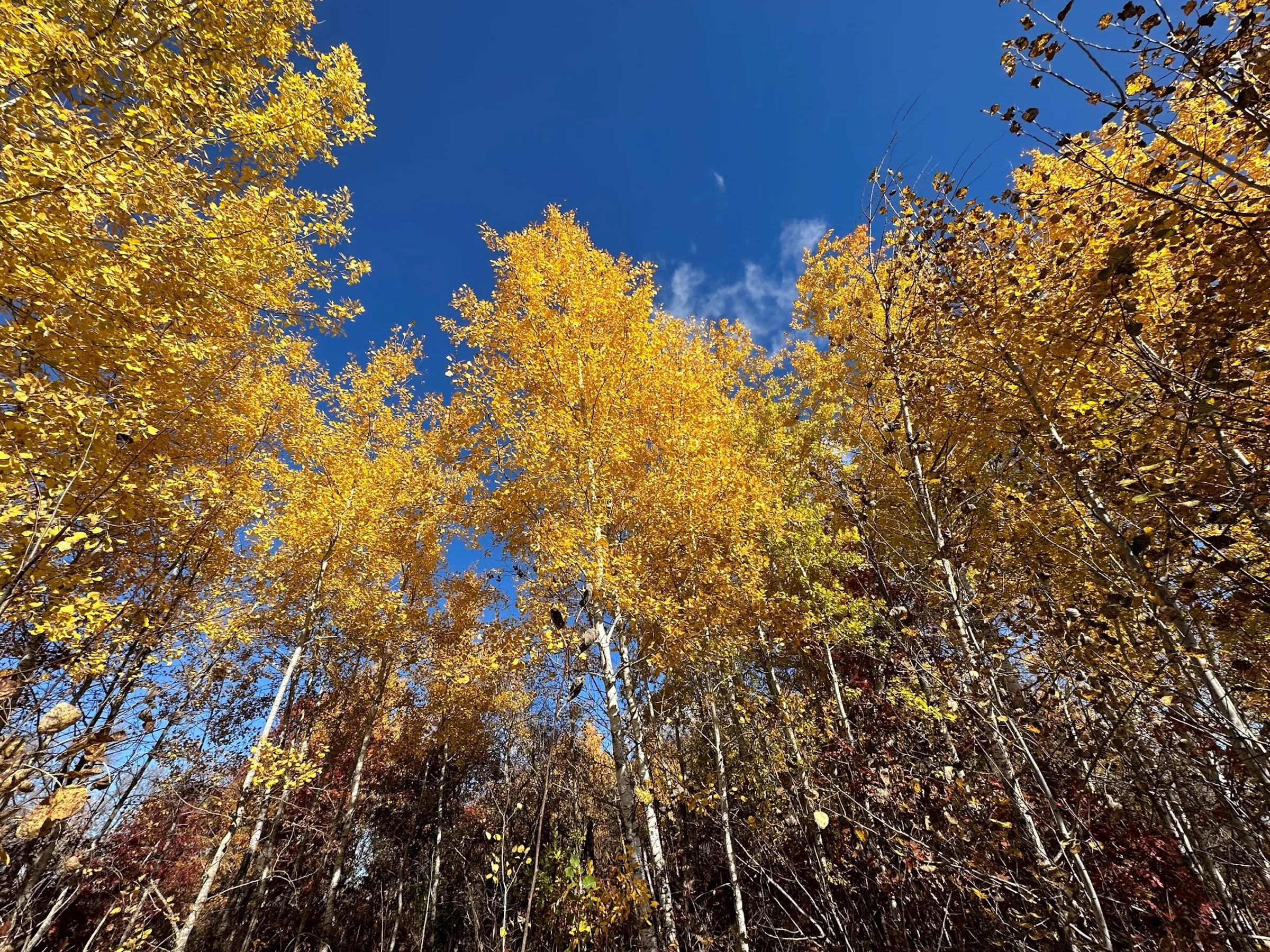 Aspen: the tree behind Minnesota’s fall yellow