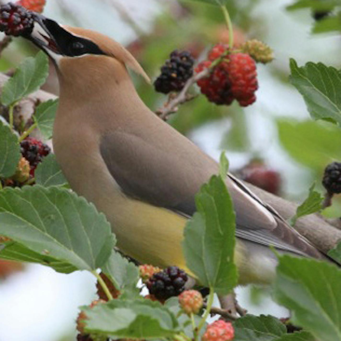 An adult cedar waxwing, one of the most beautiful songbirds. credit: Don Severson, special to the Star Triibune