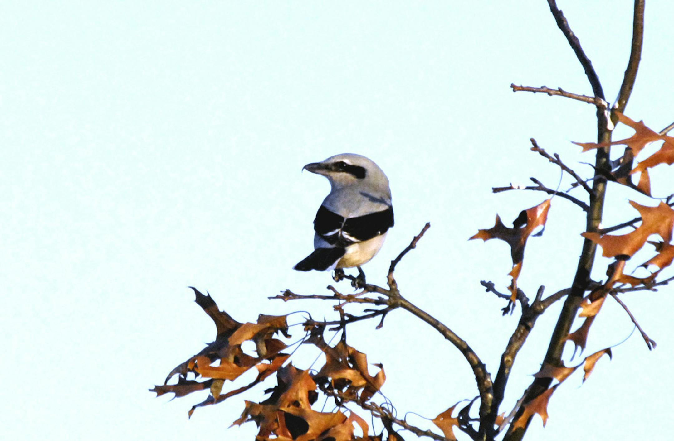 Northern shrike credit: Jim Williams