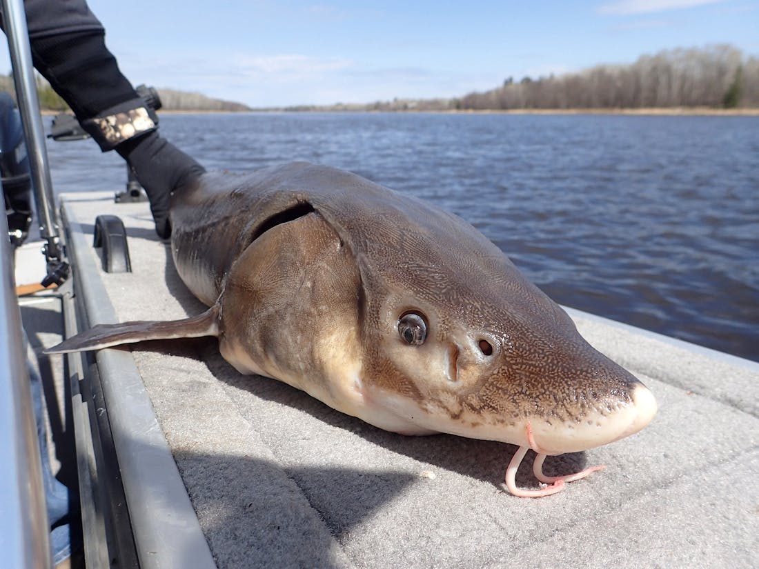 Surgin' sturgeon: Success story continues on the Rainy River
