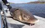 A 40-inch lake sturgeon caught and later released on the Rainy River near Baudette, Minn. The fish has undergone an impressive recovery in the area, w